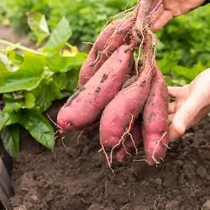 A bunch of grown sweet potatoes newly harvested from the ground.